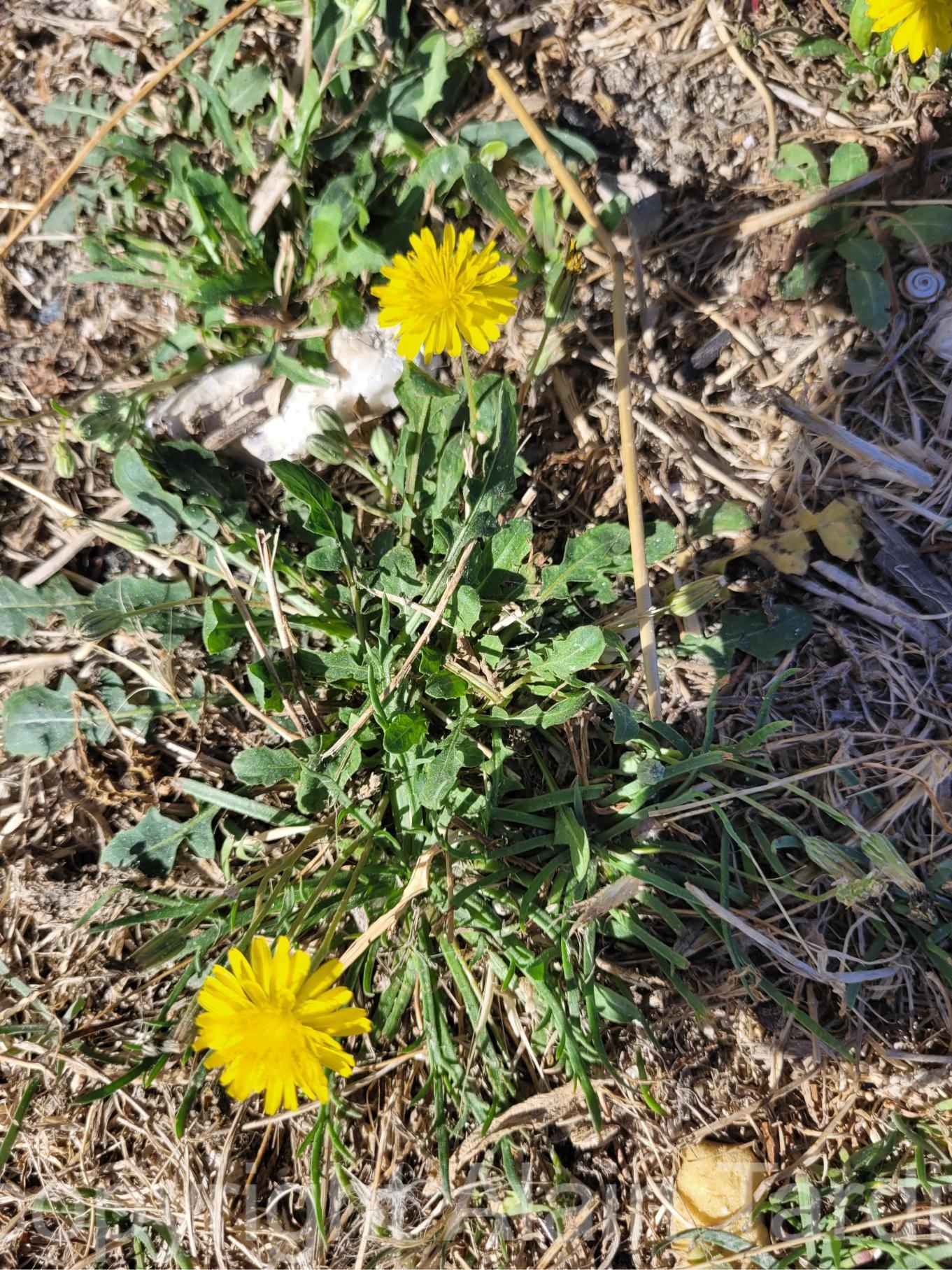 Crepis bursifolia 2 Crepis bursifolia ou crépide à feuilles de capselle