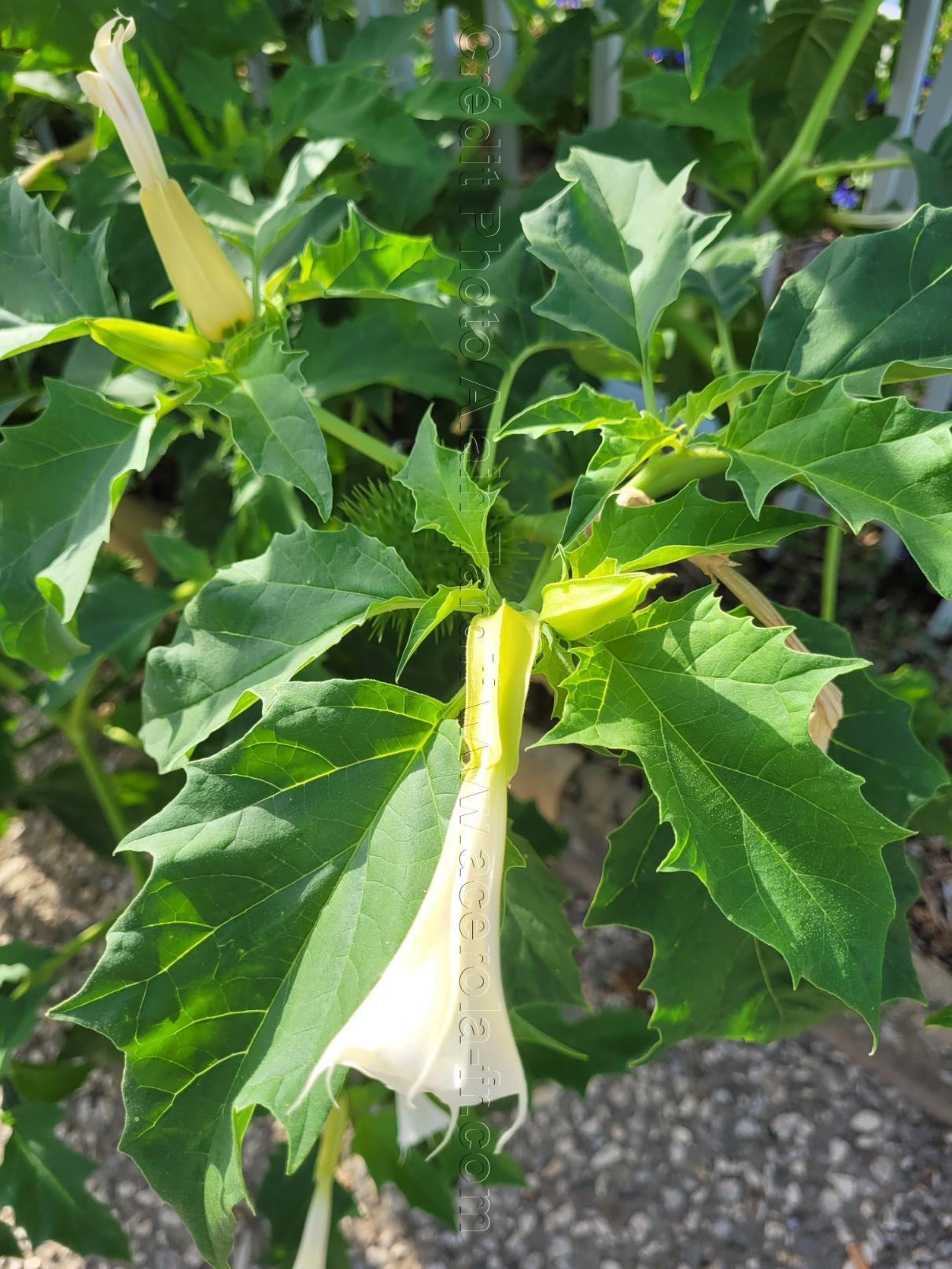 Les solanacées, Datura stramonium ou datura stramoine