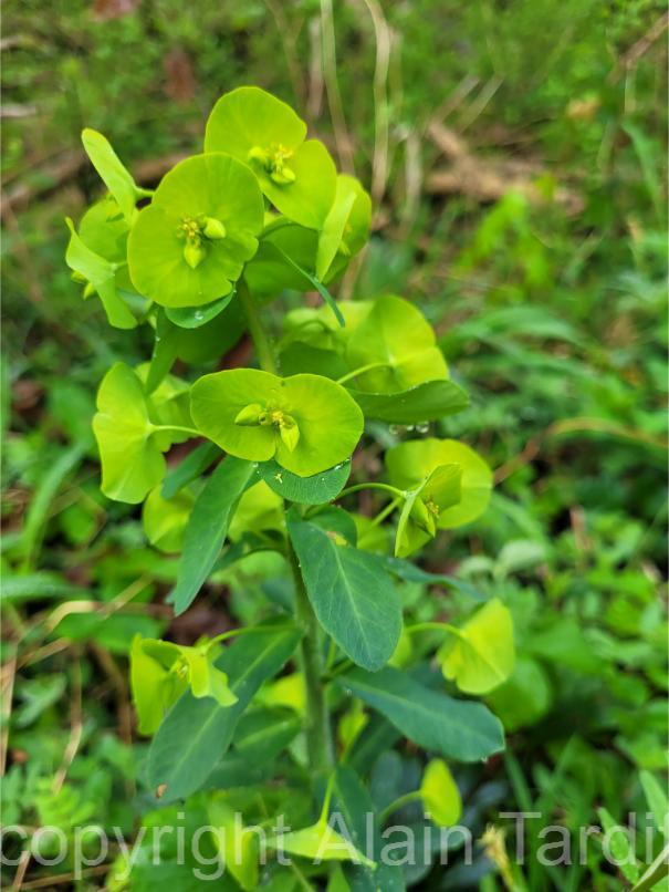 Euphorbia sylvatica 5 Euphorbia sylvatica ou euphorbe des bois