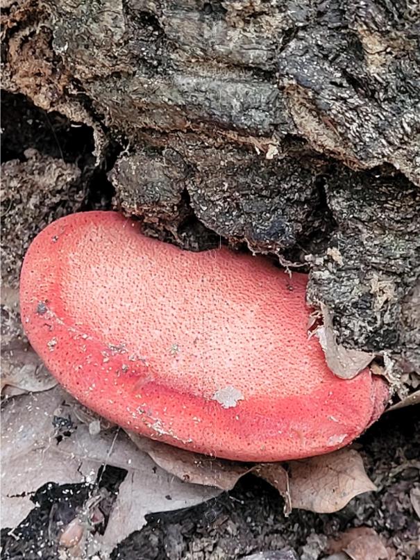 Fistulina hepatica Fistulina hepatica ou langue de bœuf