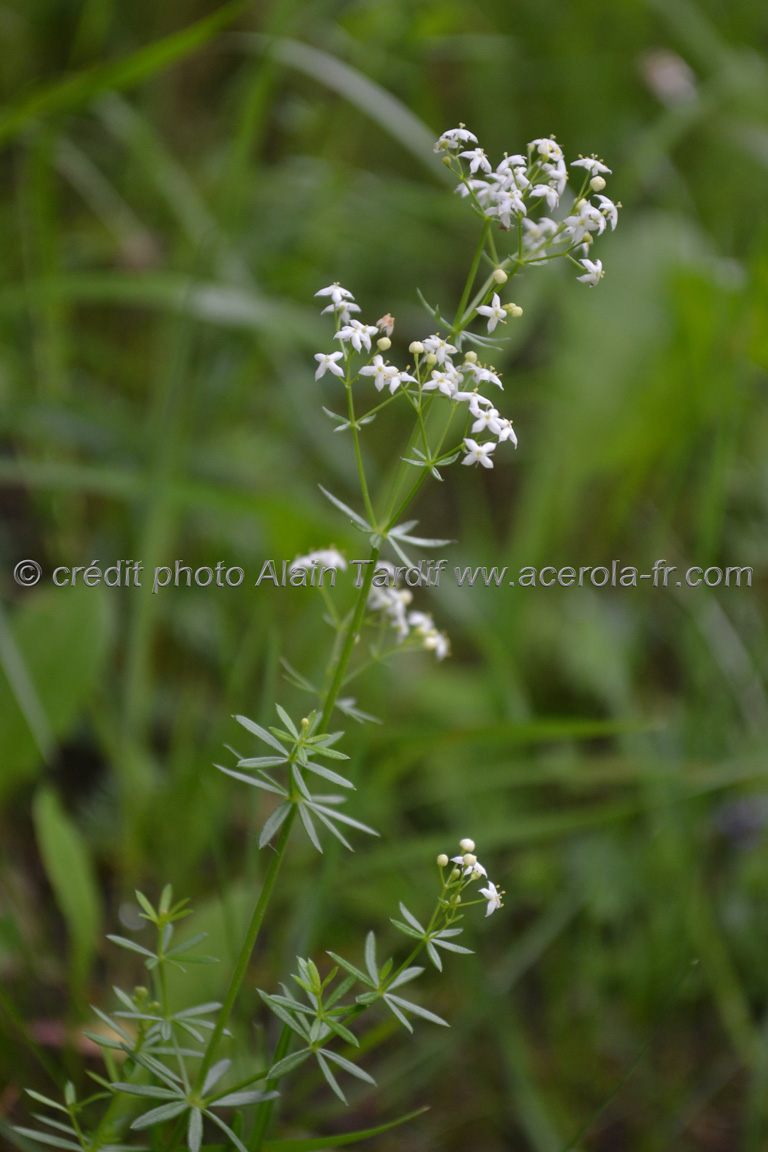 Galium Mollugo 3 Galium Mollugo ou caille lait blanc