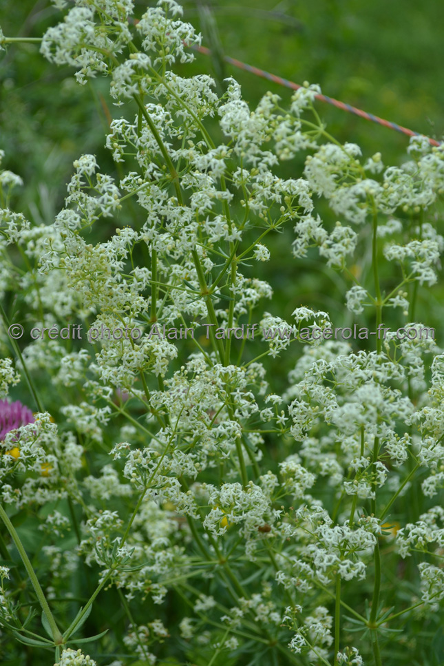 Galium Mollugo Galium Mollugo ou caille lait blanc