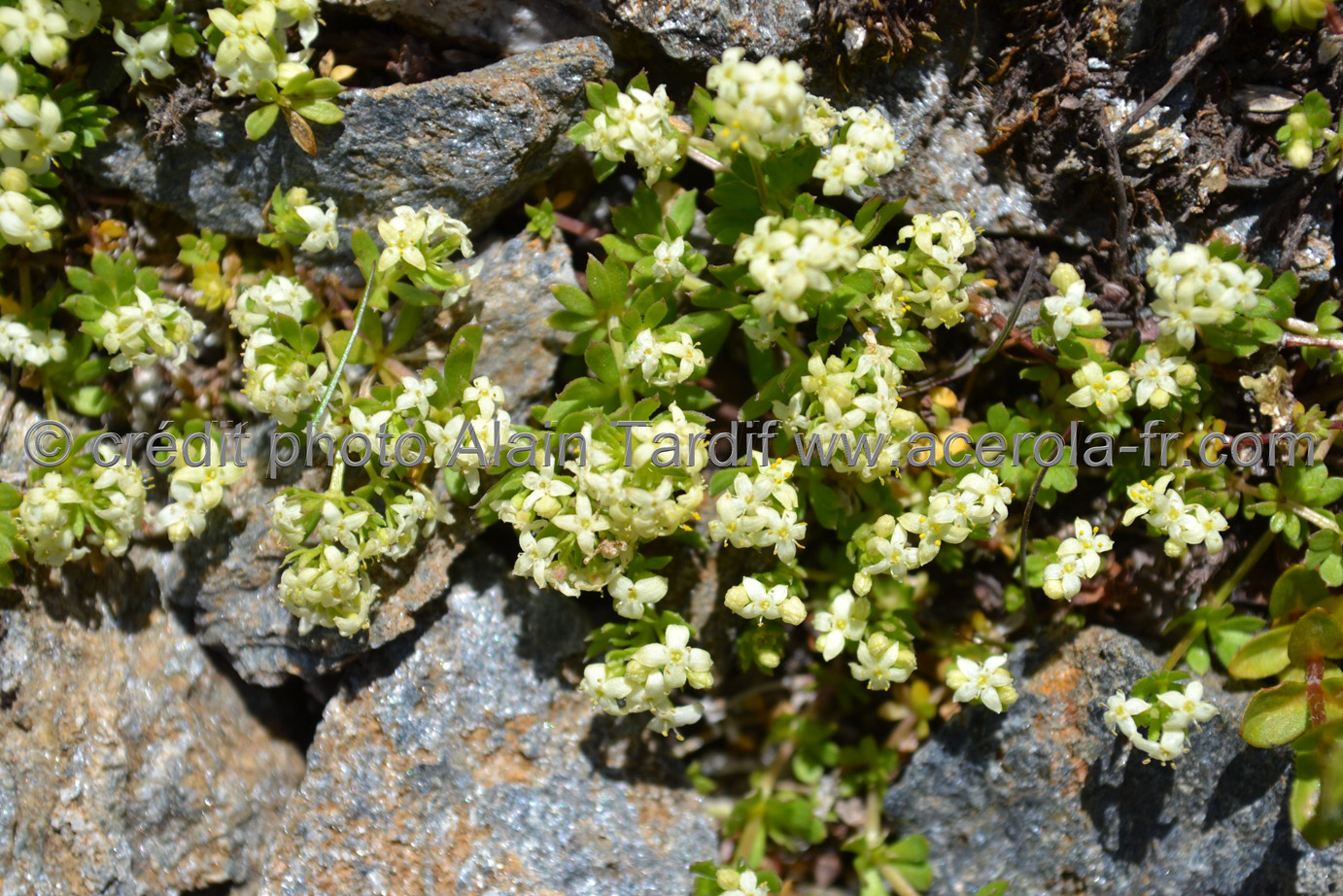 Galium helveticum Galium helveticum ou gaillet de Suisse