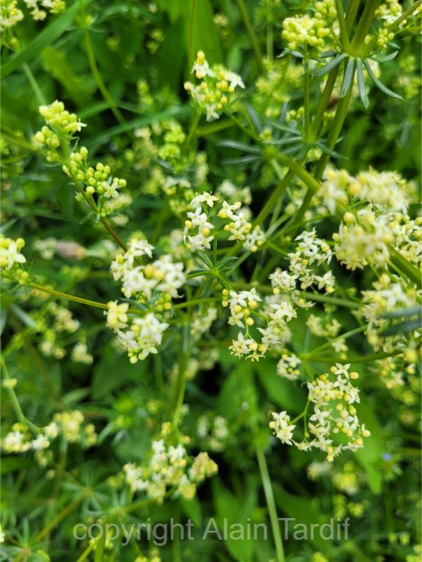 Galium mollugo 2 Galium Mollugo ou caille lait blanc