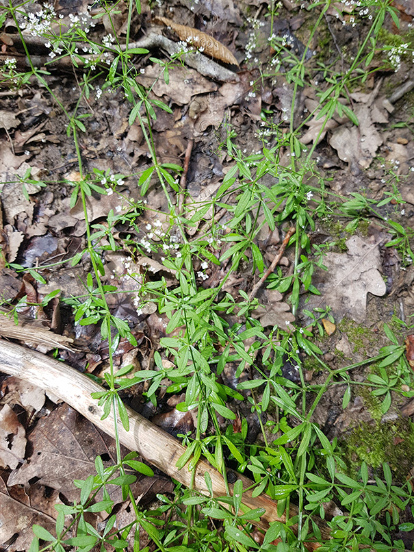 Galium palustre 2 Galium palustre ou gaillet des marais