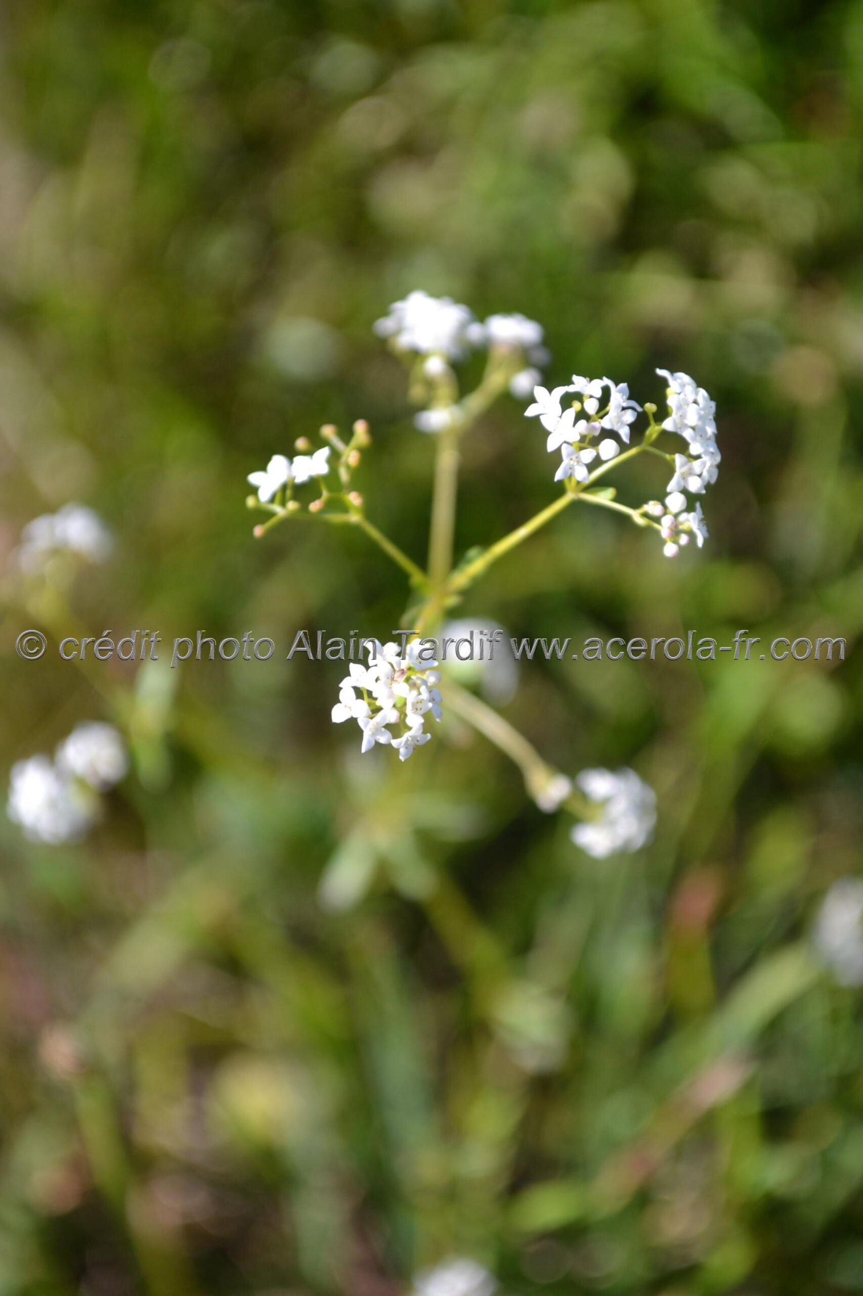 Galium palustre Galium palustre ou gaillet des marais