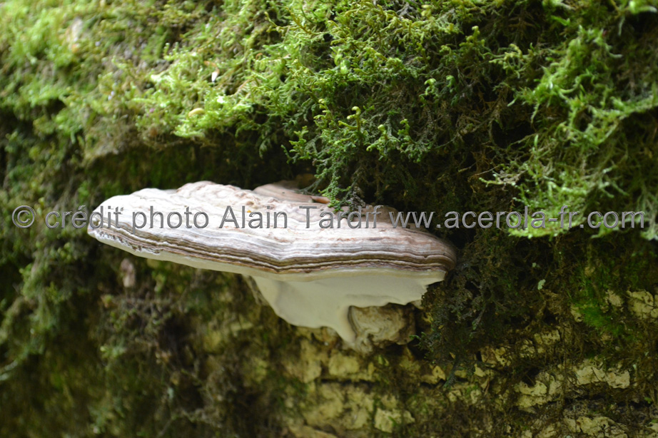 Ganoderma applanatum ganoderma applanatum ou ganoderme plat