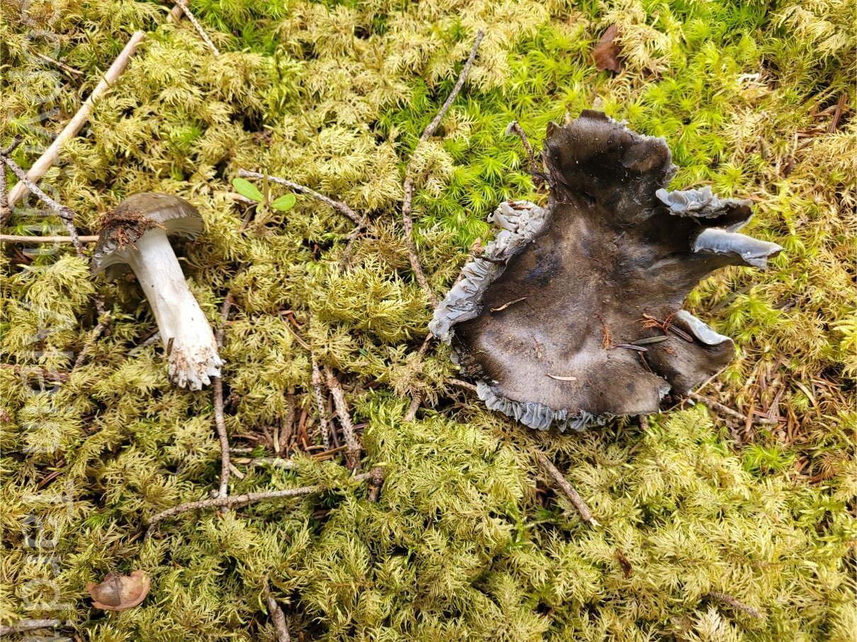 Hygrophorus marzuolus 3 Hygrophorus marzuolus ou hygrophore de mars