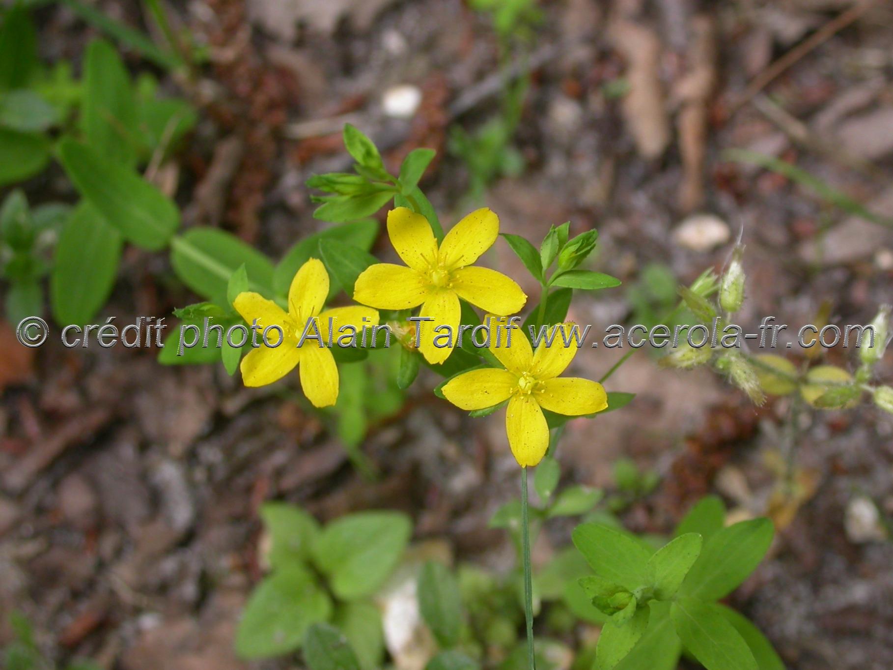 Hypericum humifusum 2 Hypericum humifusum ou millepertuis couché