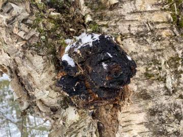 Inonotus obliquus 3 Inonotus obliquus ou chaga