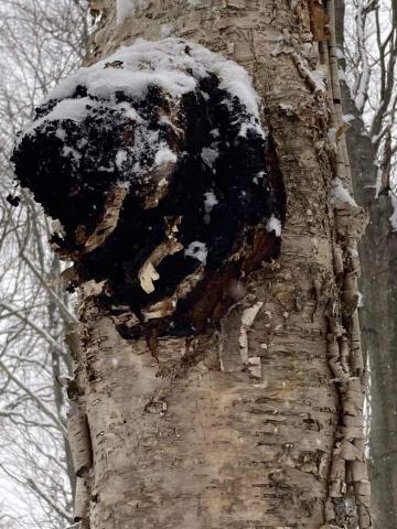 Inonotus obliquus Inonotus obliquus ou chaga