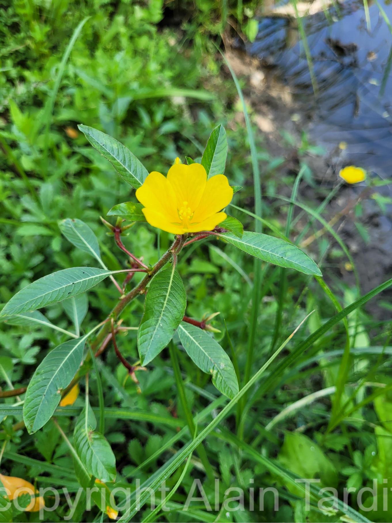 Jussiaea grandiflora 2 jussie à grandes fleurs