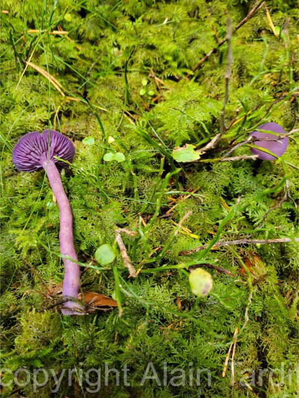 Laccaria amethystina 2 Laccaria amethystina ou laccaire améthyste