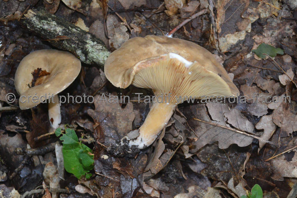 Lactarius acris 2 Lactarius acris ou lactaire âcre