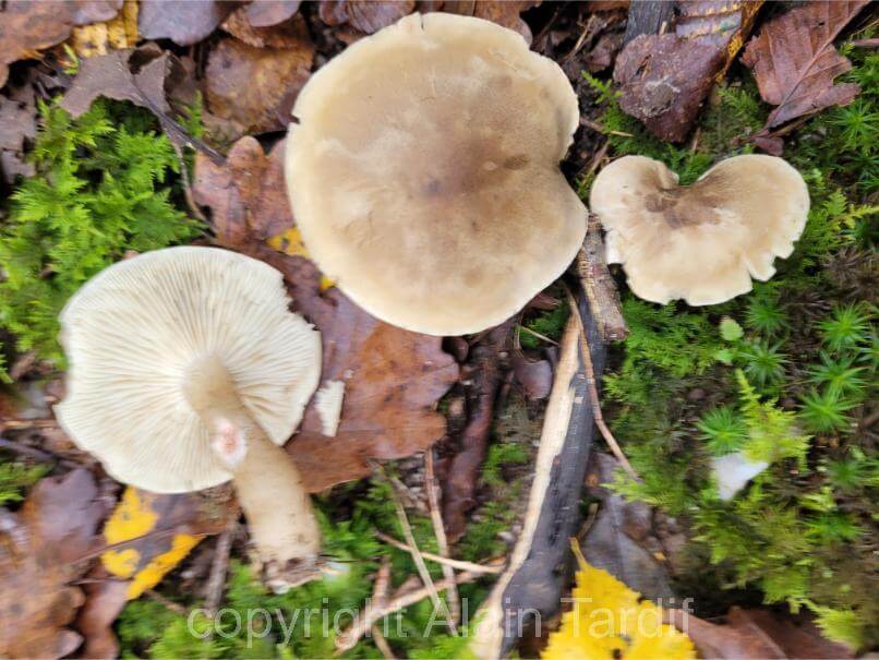 Lactarius acris 3 Lactarius acris ou lactaire âcre