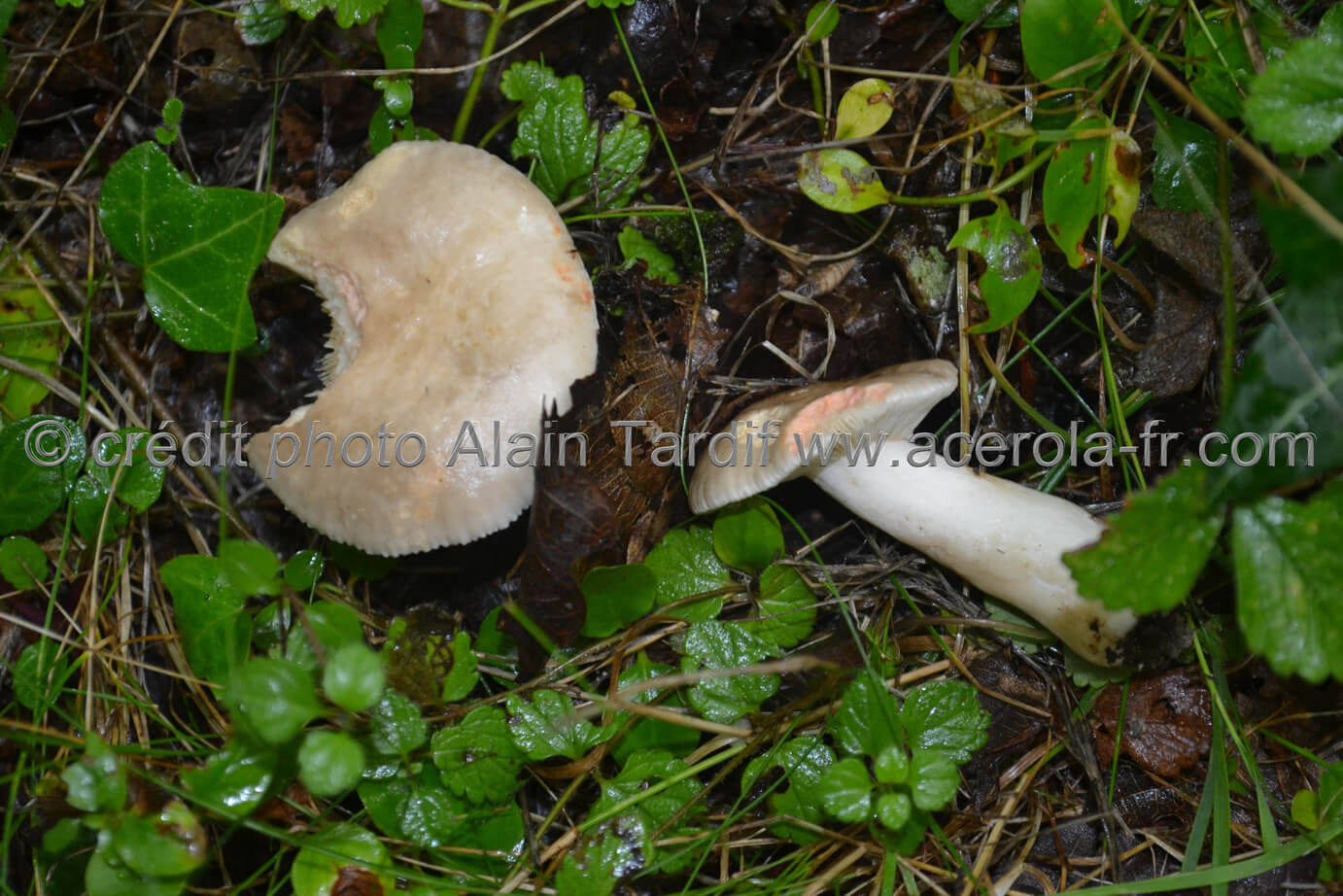 Lactarius acris Lactarius acris ou lactaire âcre