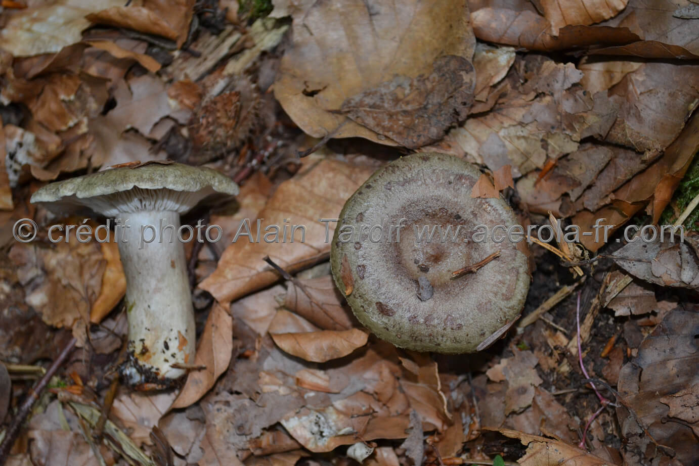 Lactarius blennius Lactarius blennius ou lactaire muqueux