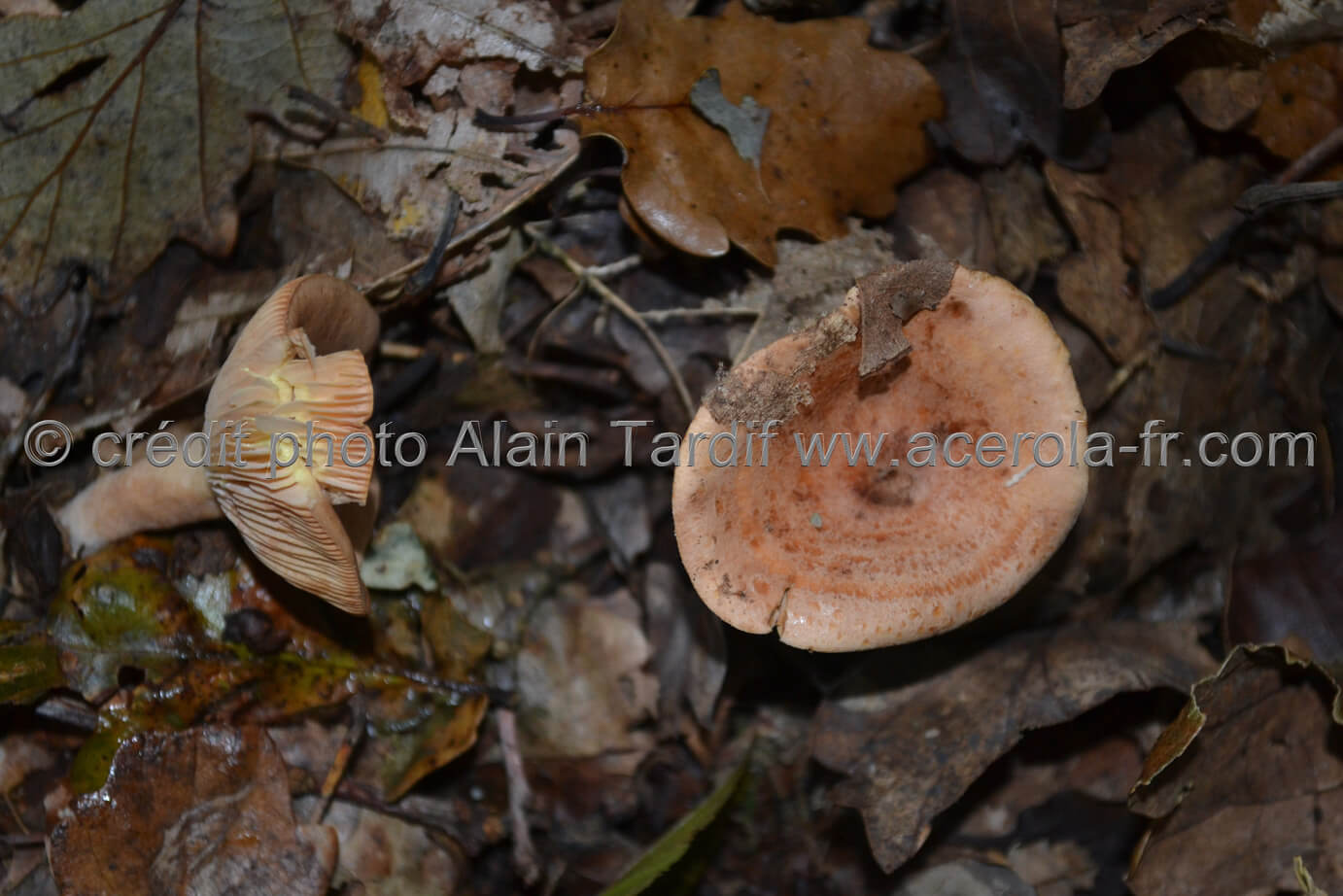 Lactarius chrysorrheus Lactarius chrysorrheus ou lactaire à lait jaune