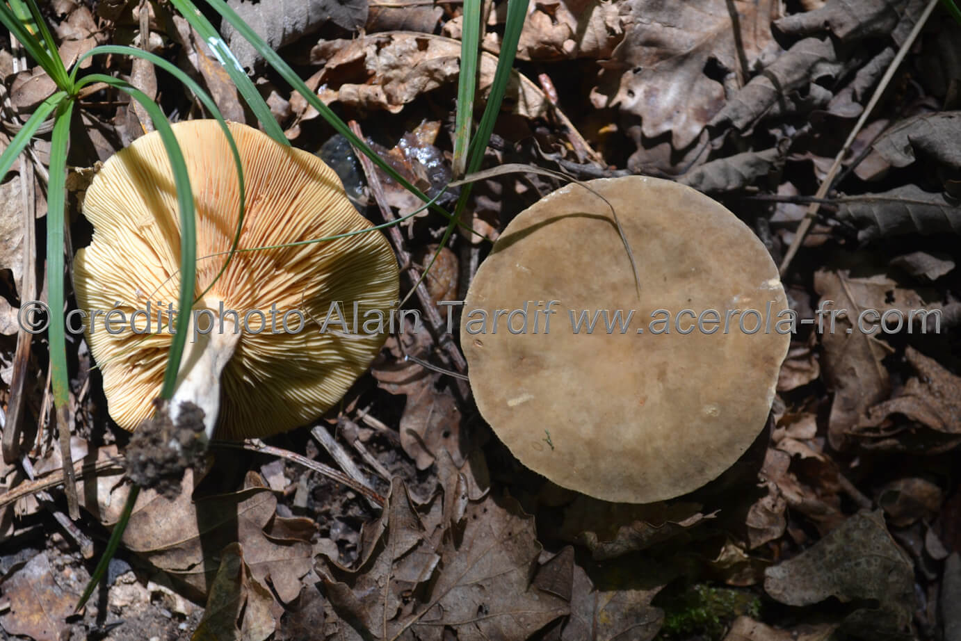 Lactarius fuliginosus Lactarius fuligineux ou Lactarius fuliginosus