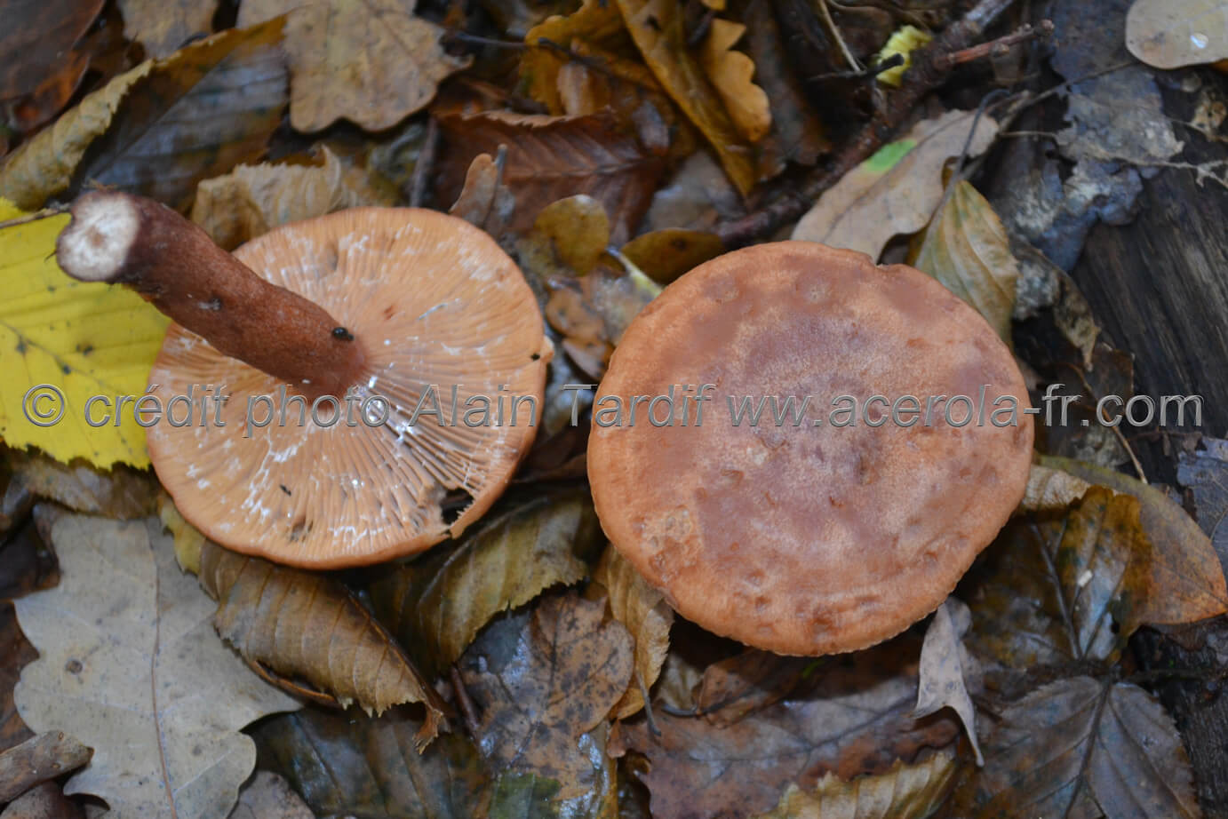 Lactarius quietus Lactarius quietus ou lactaire tranquille