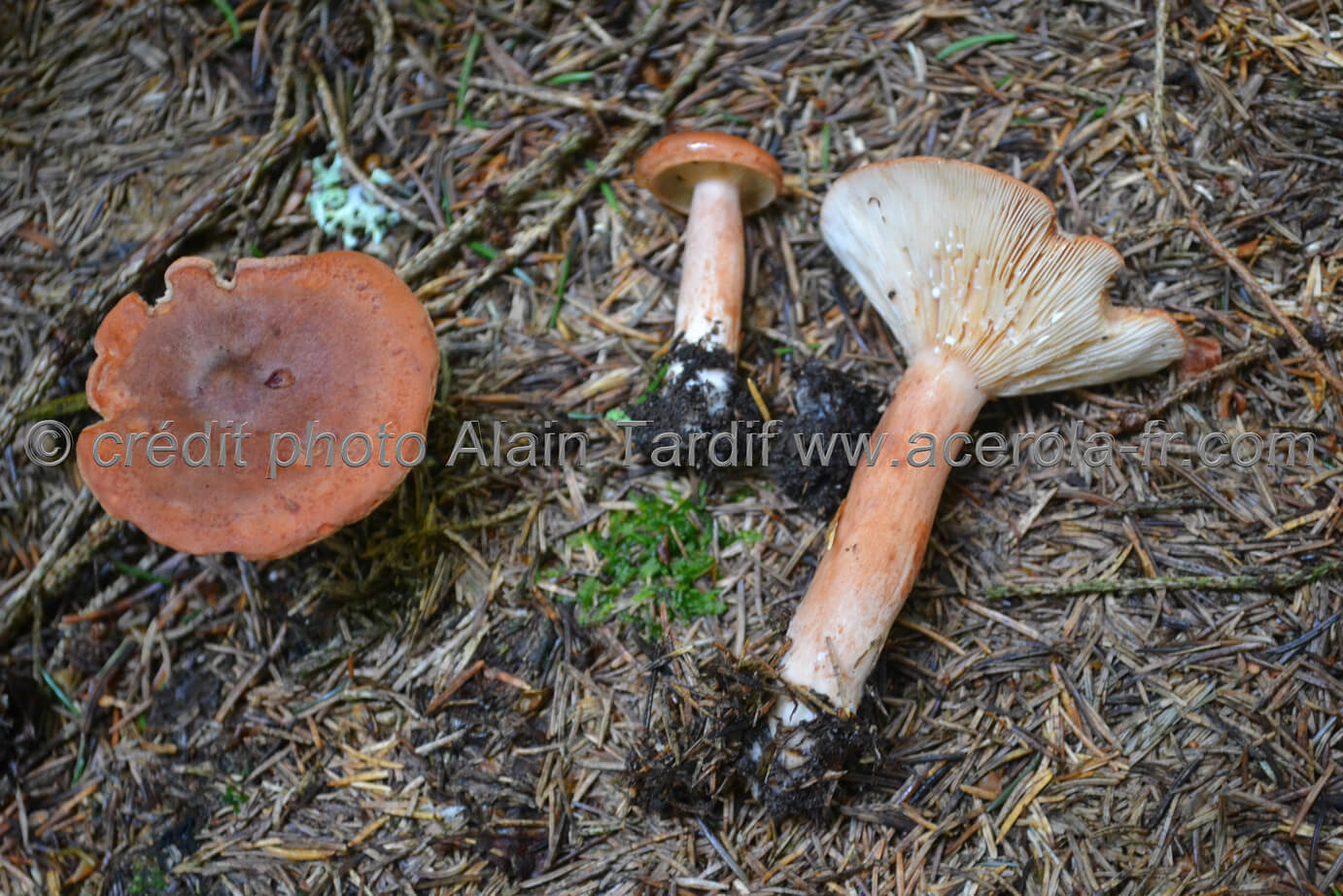 Lactarius rufus Lactarius rufus ou lactaire roux