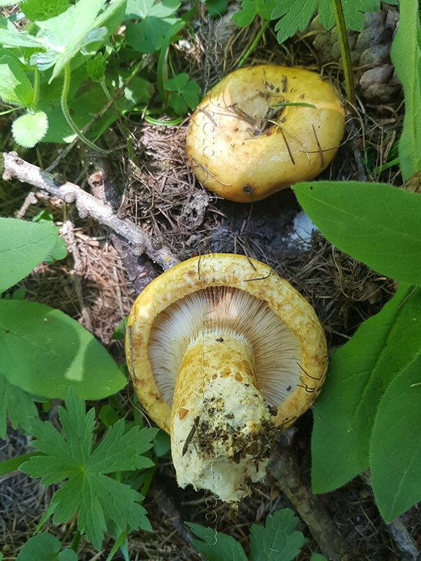 Lactarius scrobiculatus Lactarius scrobiculatus ou lactaire à fossettes