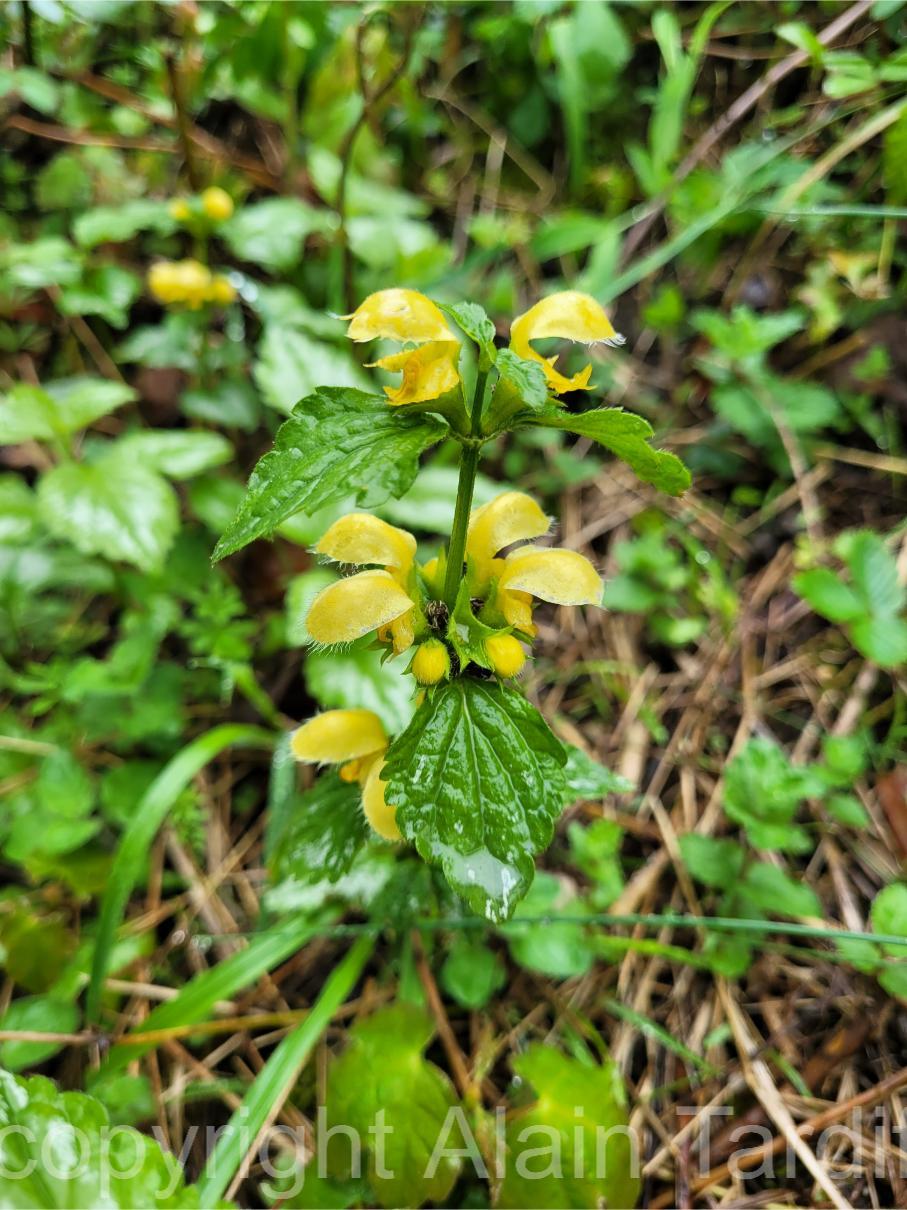 Lamium galeobdolon 3 Lamium galeobdolon ou lamier jaune