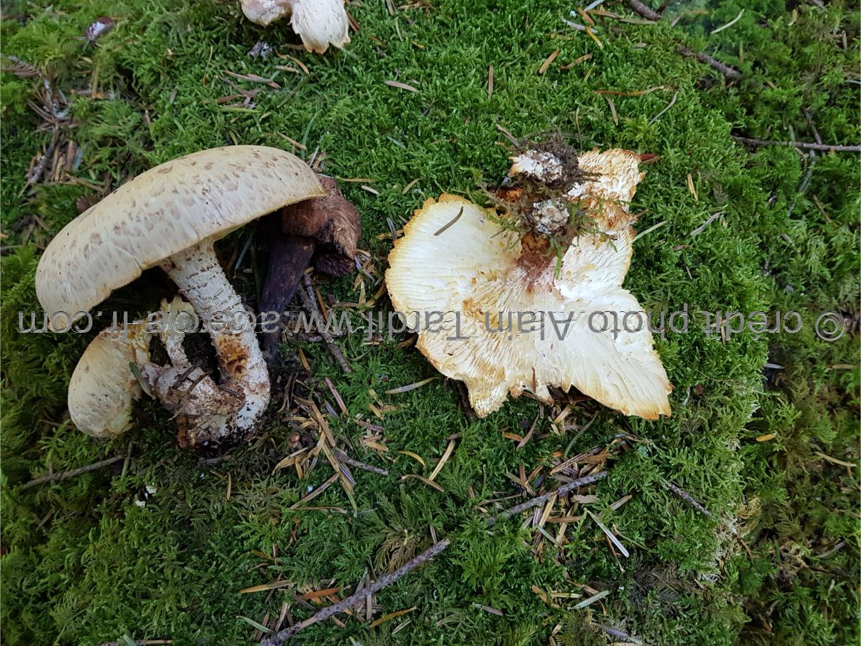 Lentinus lepideus ou lentin écailleux