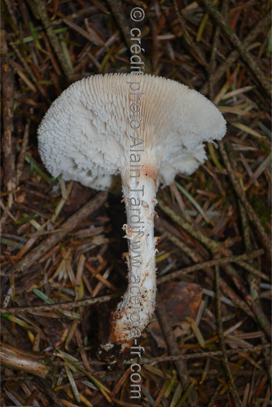 Lentinus lepideus 3 Lentinus lepideus ou lentin écailleux
