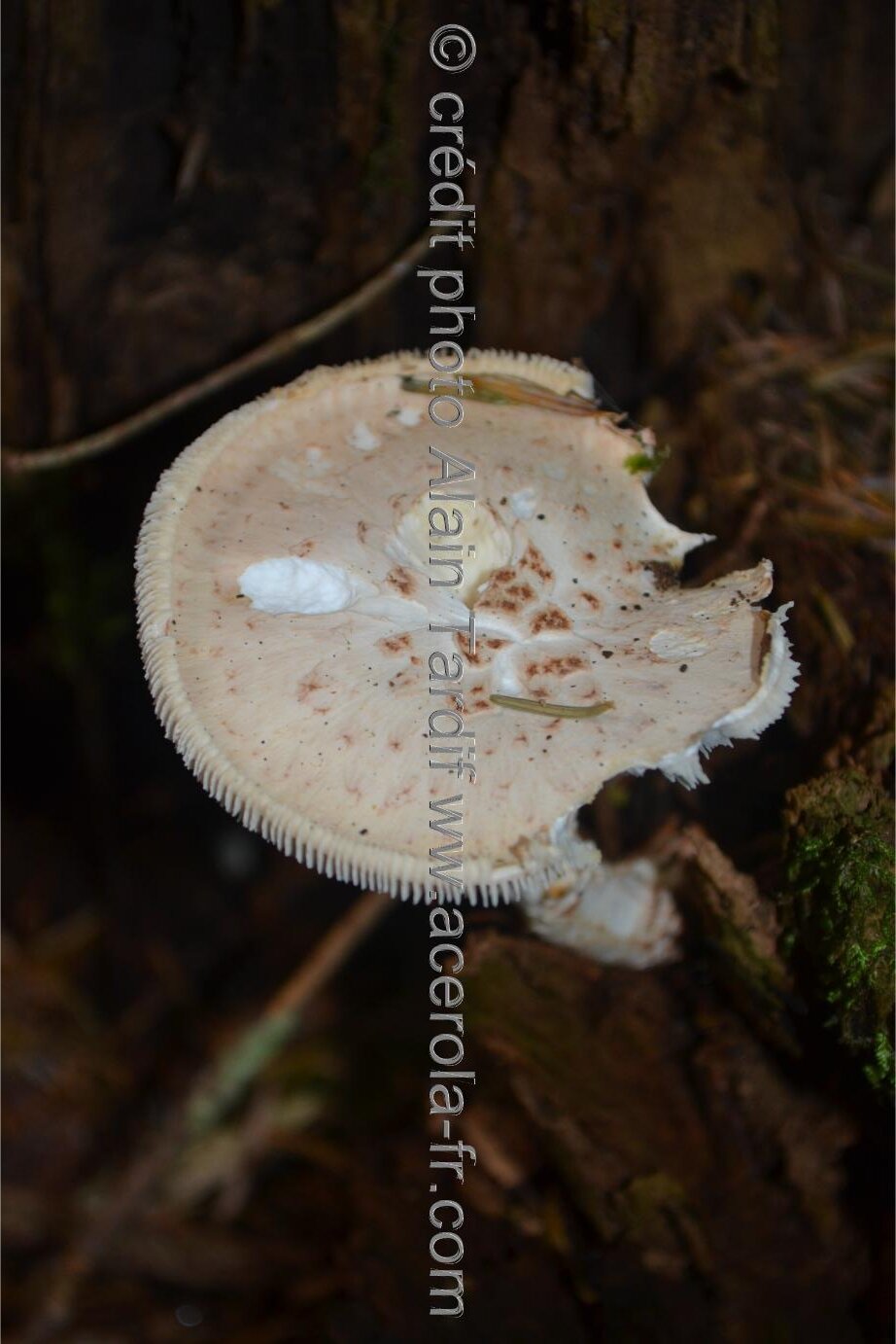 Lentinus lepideus ou lentin écailleux