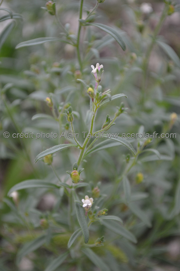 Linaria minor Linaria minor ou petite linaire