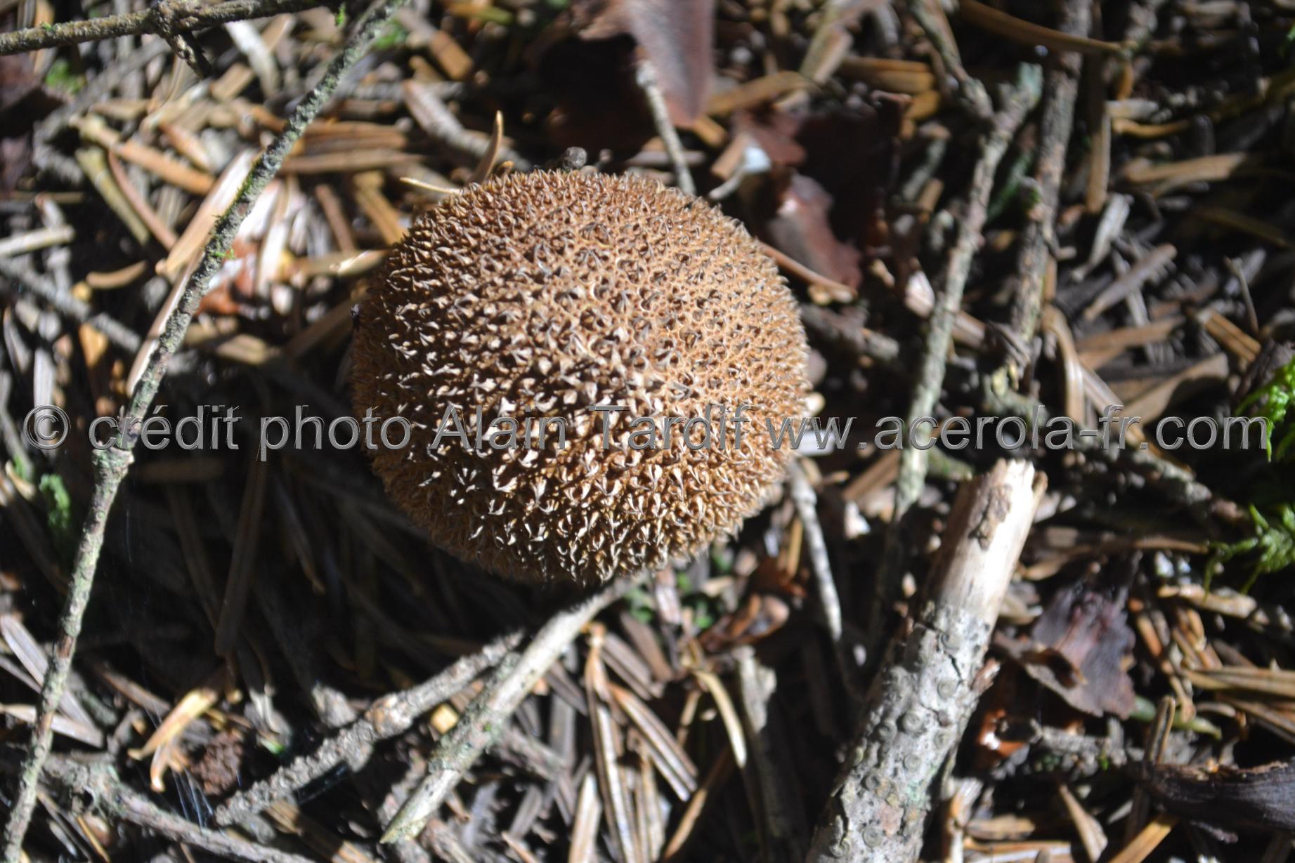 Lycoperdon echinatum vesse de loup hérisson ou lycoperdon echinatum