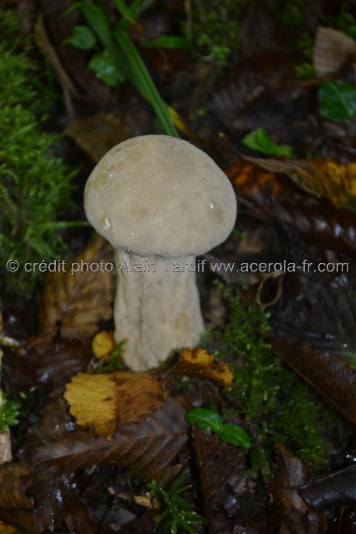 Lycoperdon excipuliforme Lycoperdon excipuliforme ou lycoperdon en coupe