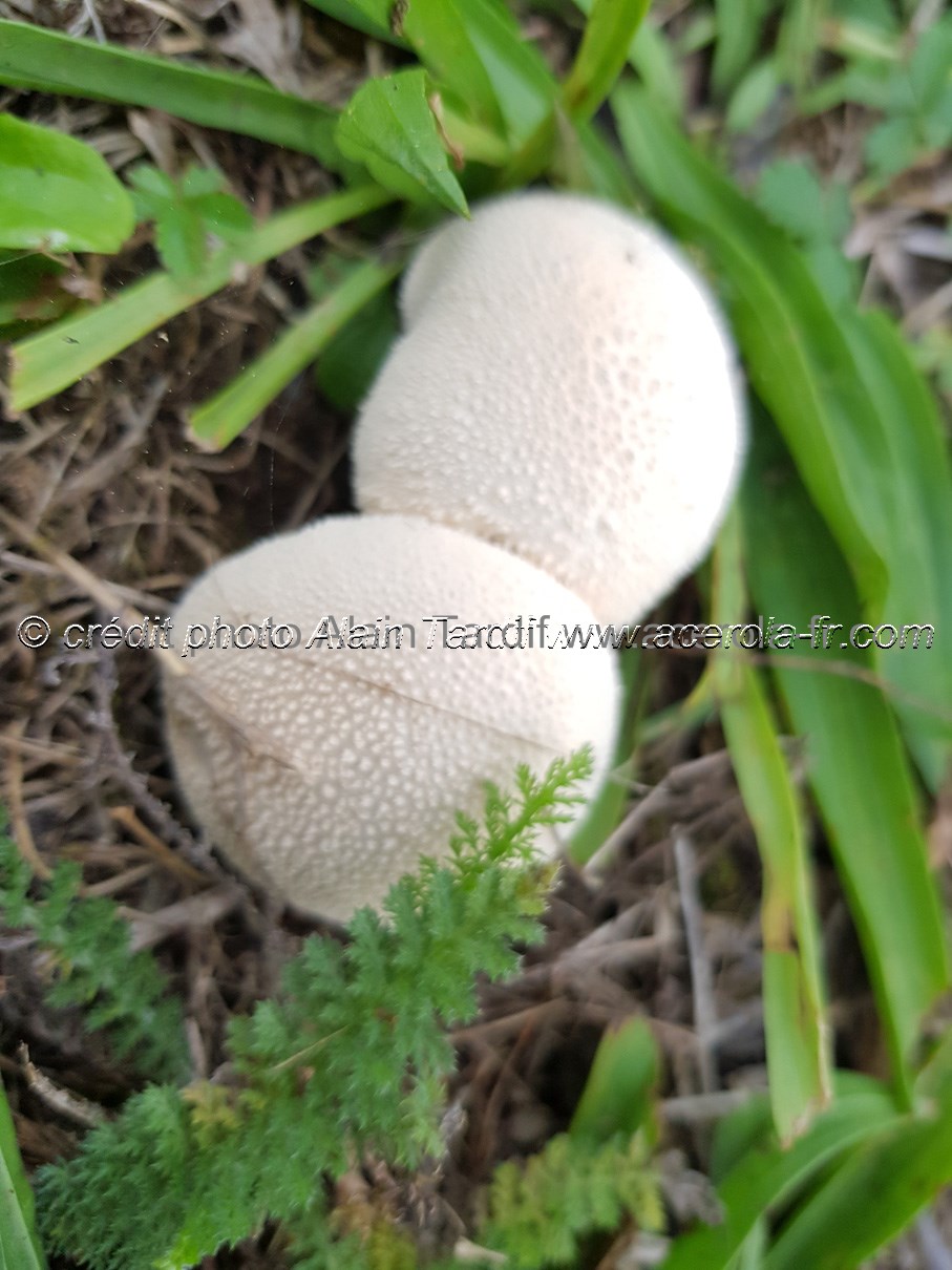 Lycoperdon molle Lycoperdon mou ou Lycoperdon molle