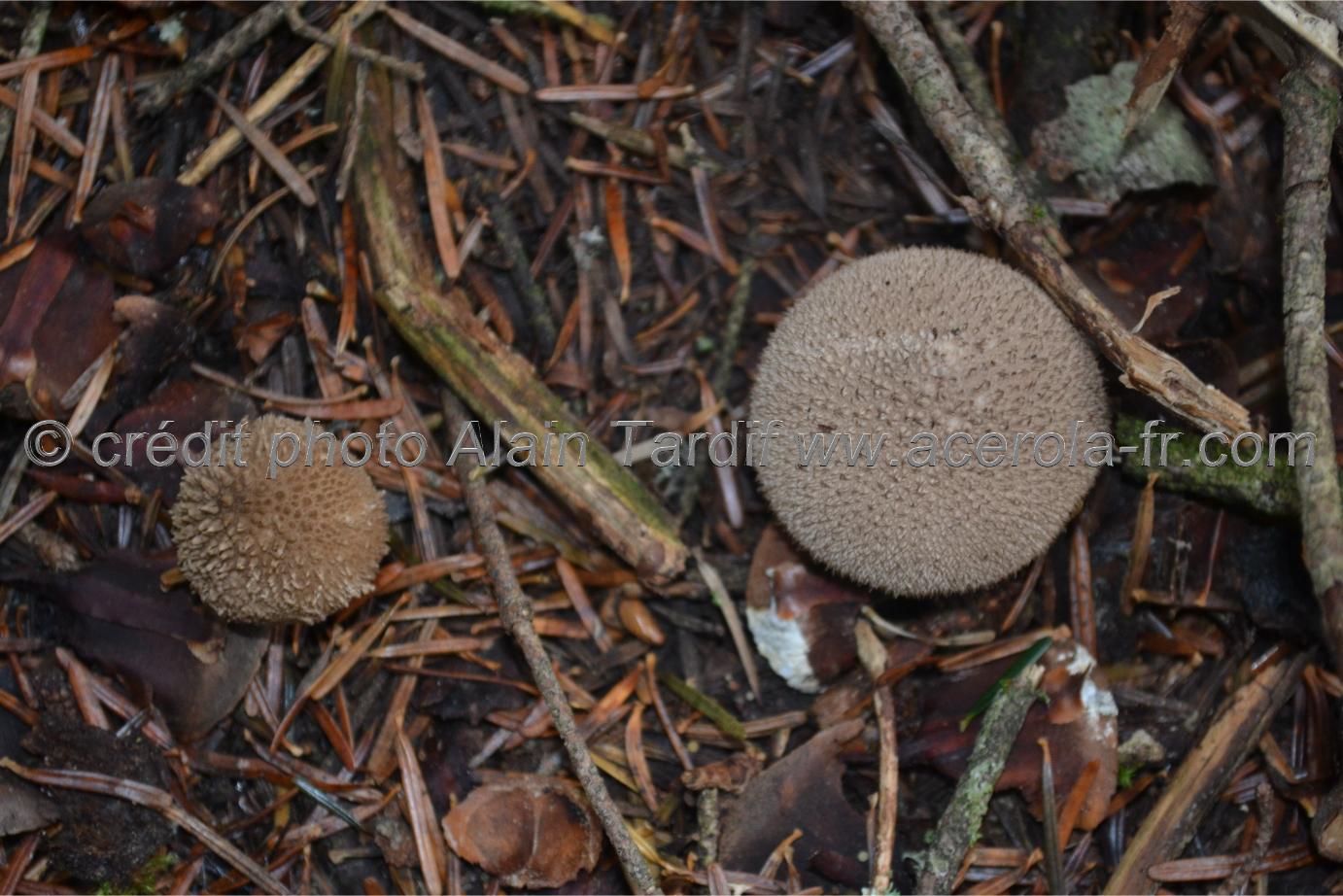 Lycoperdon nigrescens 2 vesse de loup noircissante ou lycoperdon nigrescens