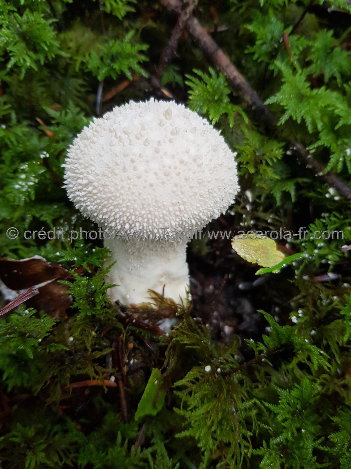Lycoperdon perlatum 2 Lycoperdon perlatum ou vesse de loup perlée
