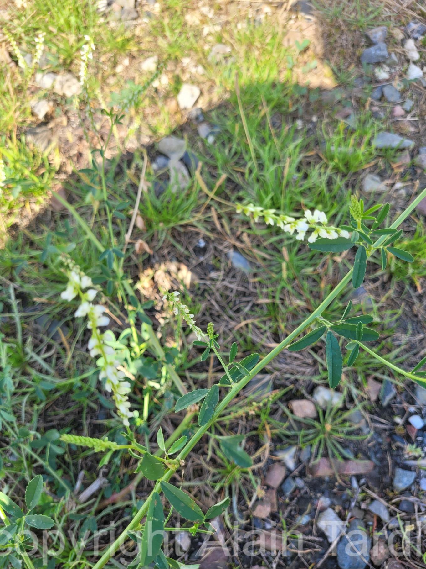 Melilotus albus 4 Melilotus albus ou mélilot blanc