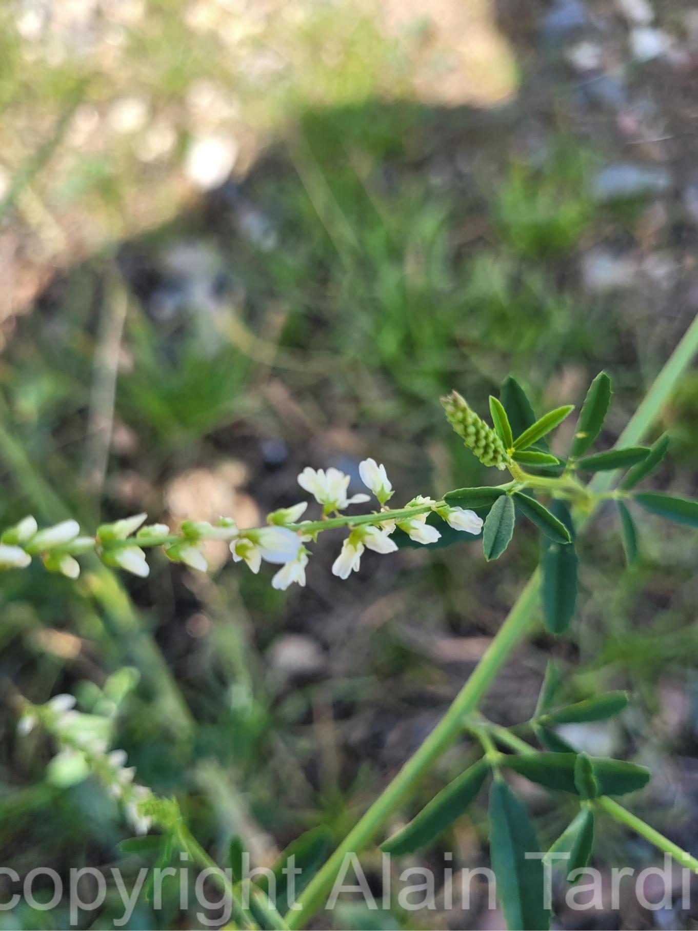 Melilotus albus 5 Melilotus albus ou mélilot blanc