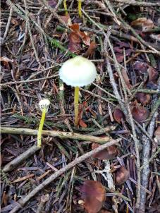 Mycena epipterygia Mycena epipterygia ou mycène des fougères