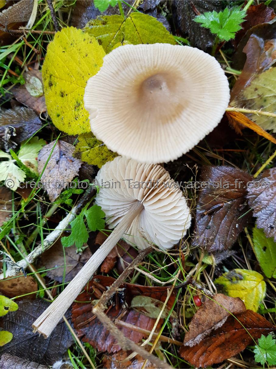 Mycena galericulata Mycena galericulata ou mycène casqué