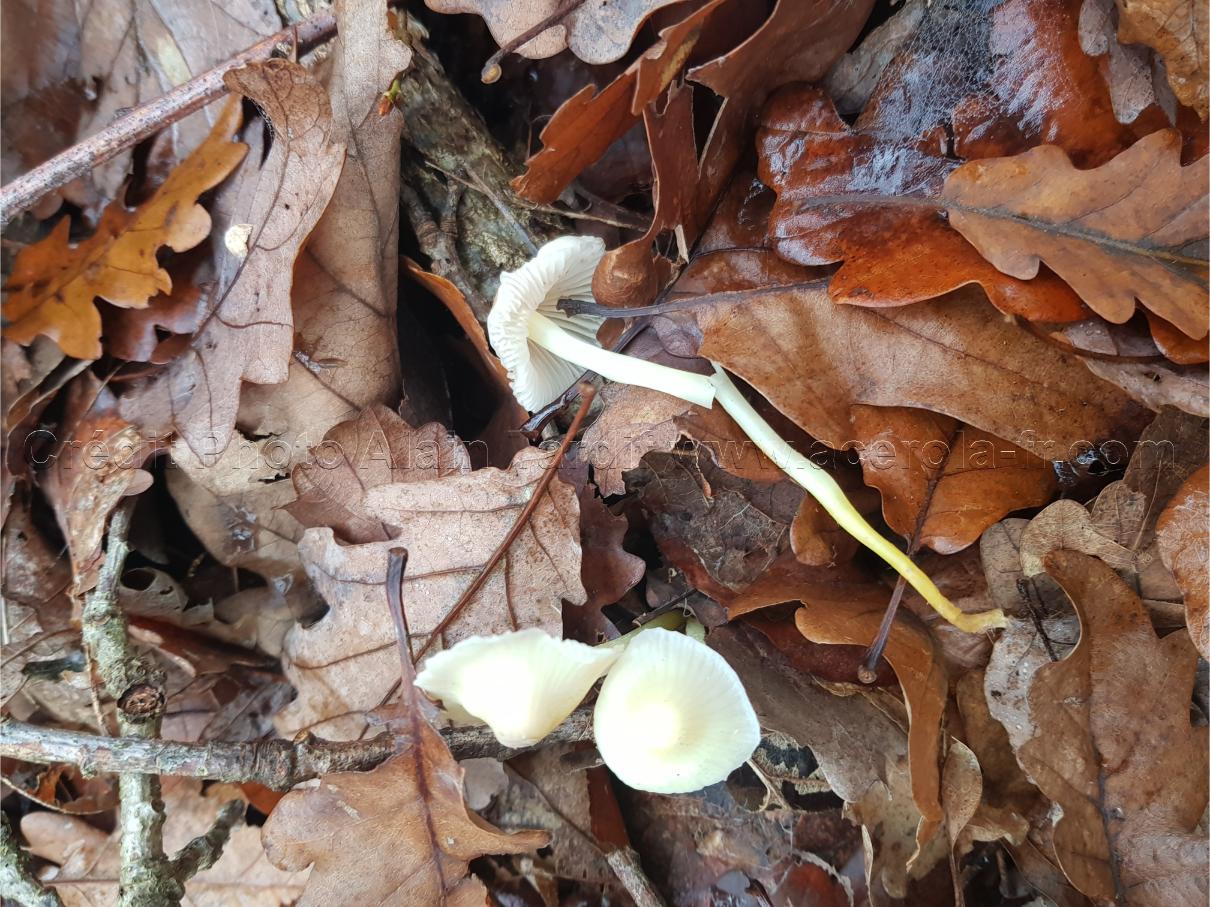 Mycena gypsea Mycena gypsea ou mycène odorant