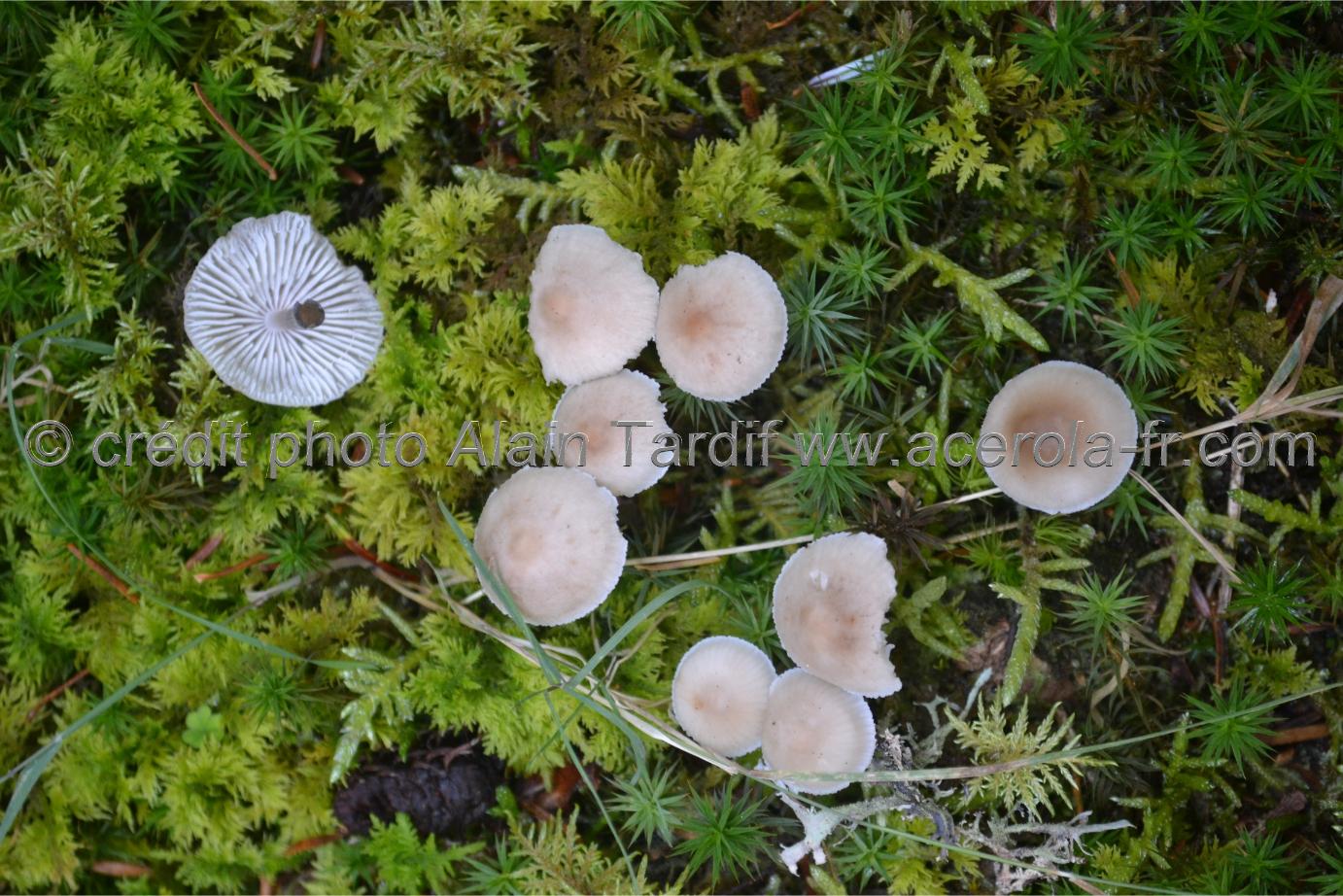 Mycena leptocephala Mycena leptocephala ou mycène chloré