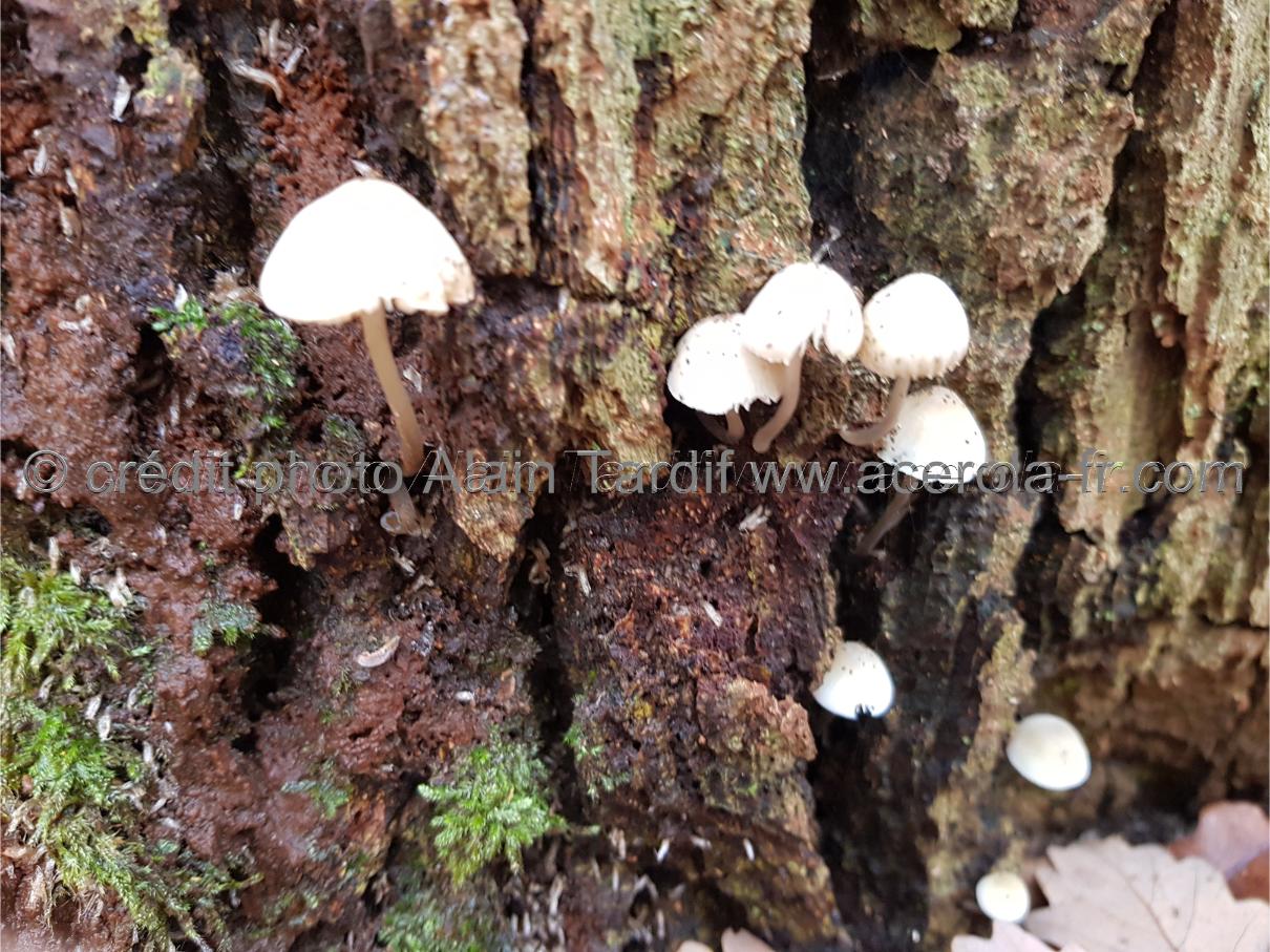 Mycena olida Mycena olida ou mycène rance