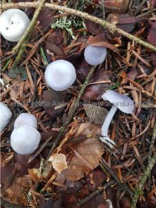 Mycena pura 2 Mycena pura ou mycène pur
