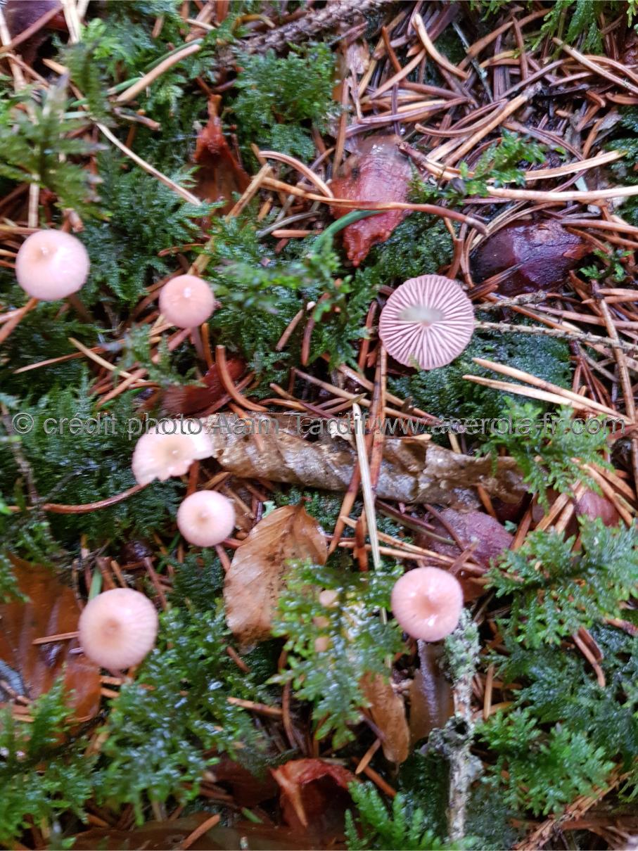 Mycena rosella Mycena rosella ou mycène rosâtre