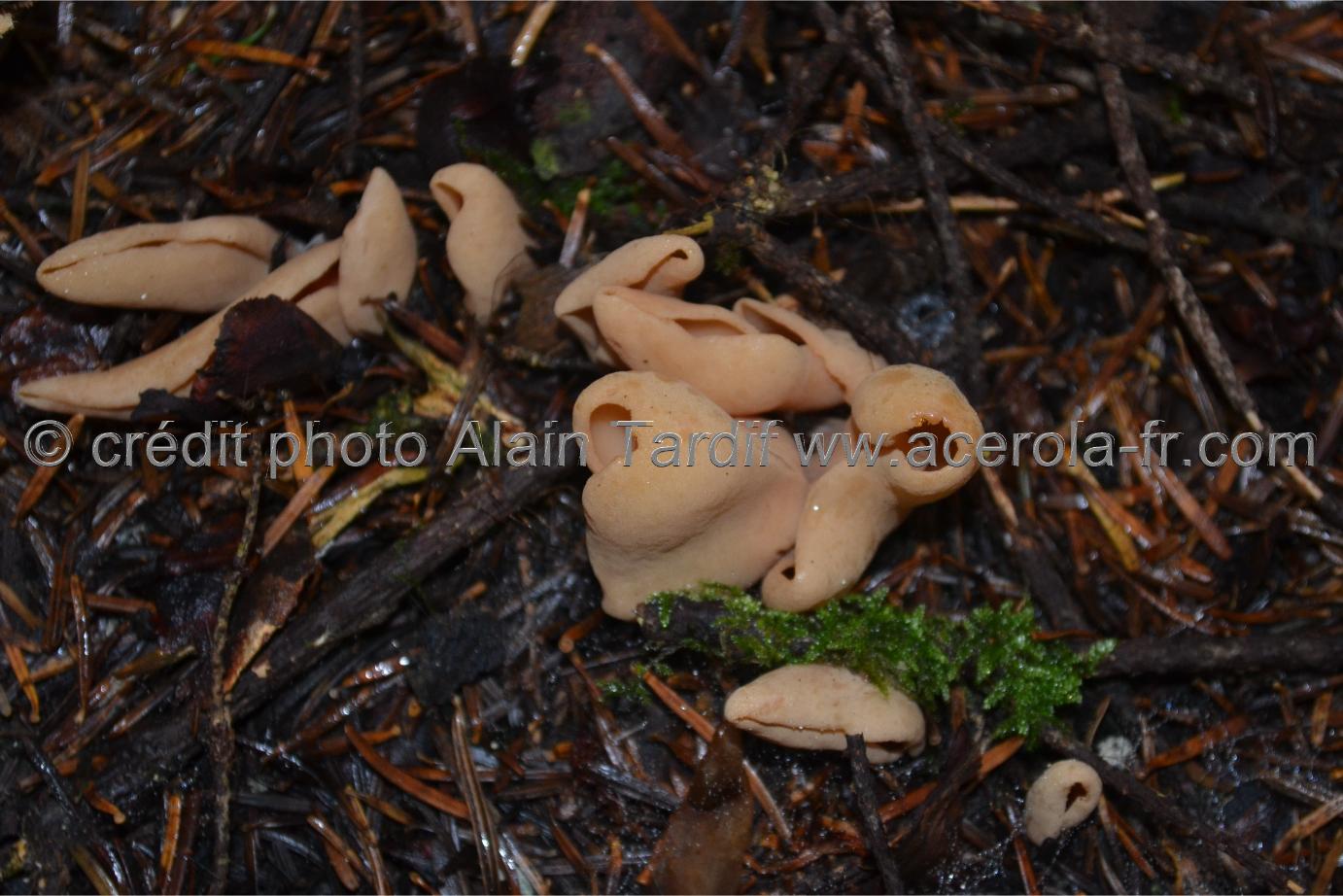 Otidea onotica Otidea onotica ou oreille de lièvre