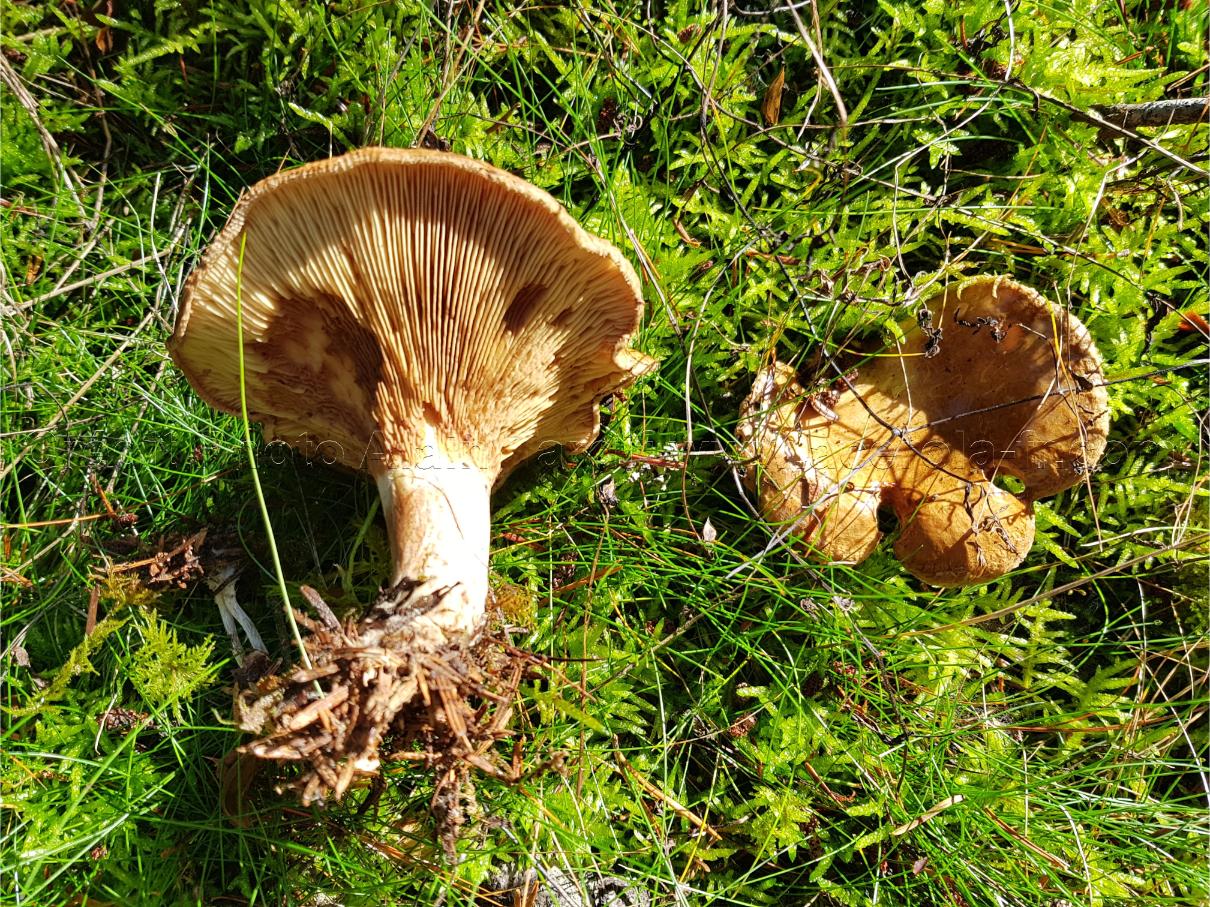 Paxillus involutus 2 les paxillacées, paxillus involutus ou paxille enroulé