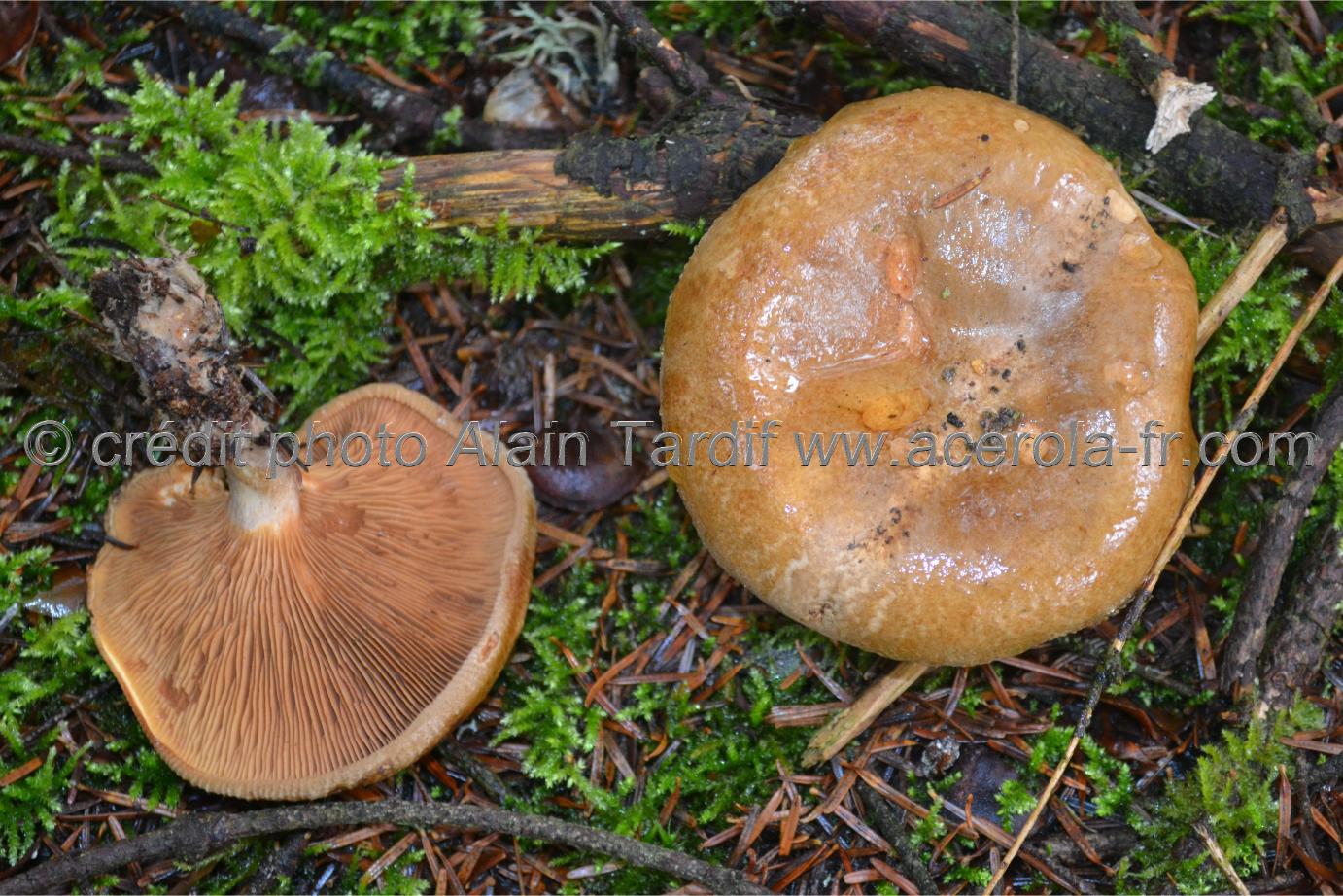 Paxillus involutus paxillus involutus ou paxille enroulé