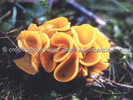 Peziza aurantia Aleuria aurantia ou pézize orangée