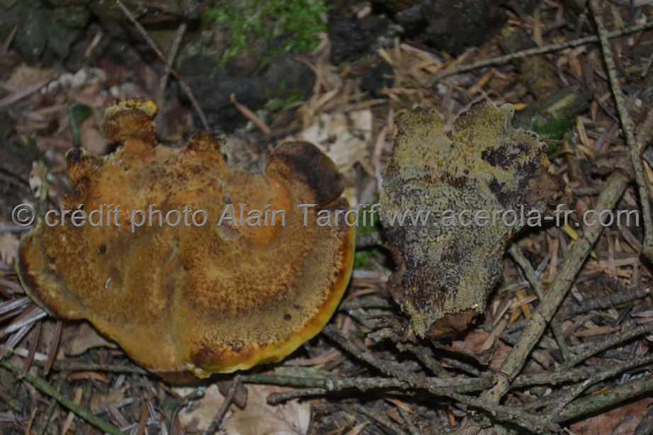 Phaeolus schweinitzii Phaeolus schweinitzii ou polypore éponge